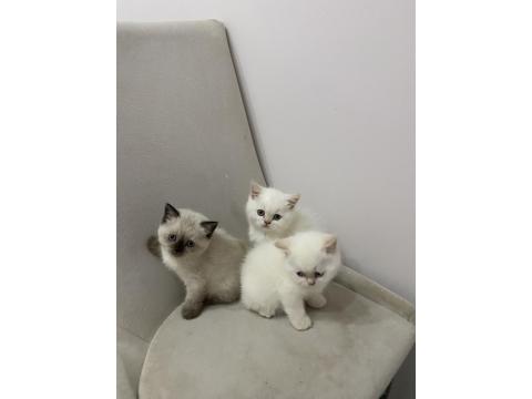 Teslime Hazır British Shorthair Red Point