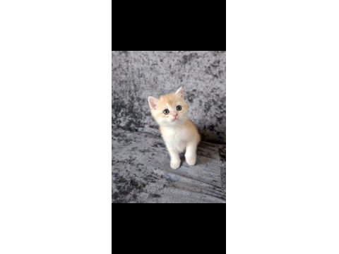 Miyavvvvv Ny11 Kedimiz