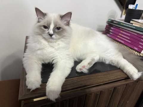 7 Aylık Ragdoll Yavrumuz Sahiplendirecektir