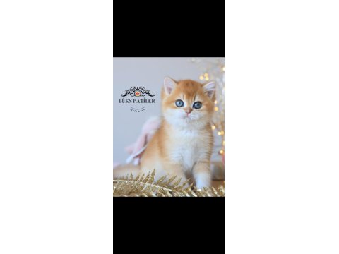 Işıltılı Golden British Shorthair Ny11