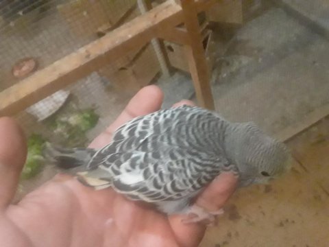 35 Günlük Yeni Yeme Düşmüş Muhabbet Kuşu Uyguna