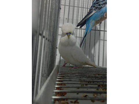 2 Adet Vasıflı Show Jumbo Erkek Muhabbet Kuşu