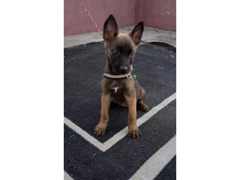 A++ Belçika Malinois Yavrular
