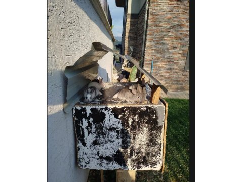 Mini Californian Mix Yavru Tavşanlar!