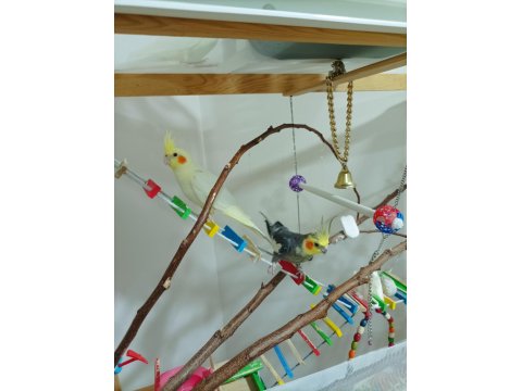 Tecrübeli Eş Sultan Papağanı Takım