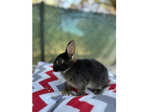 Hollanda Cüce Tavşan Yavruları