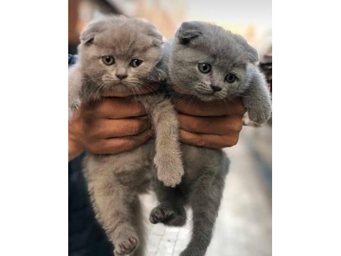 Ruhsatlı İşletmeden Evraklı Scottish Fold Bebekler