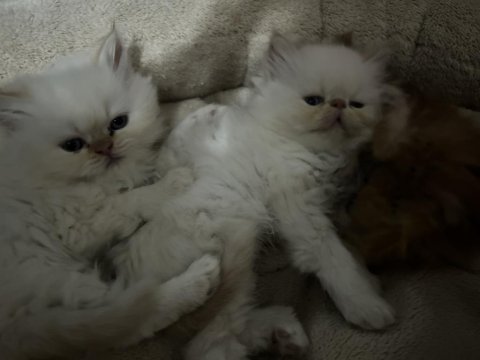 İran Persian Dişi-Erkek Kediler