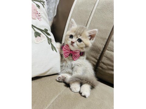 Yavru British Kedimize Yuva Arıyoruz