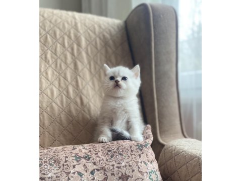 Full Şecereli Anne Babanın Silver British Shorthair Bebeği