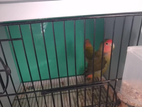 Sevda Papağanı Çift Ve Yavru