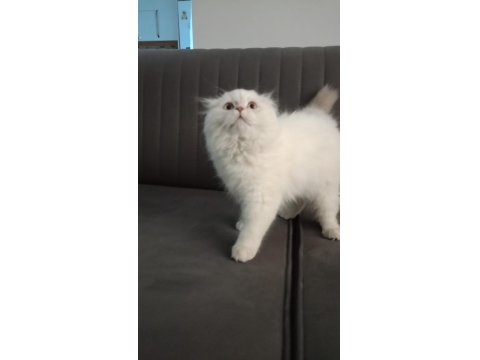 Scottish Fold Longhair Orjinal Safkan