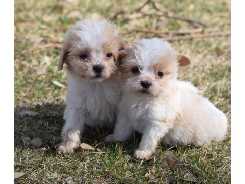 Sıfır Boy Maltipoo Yavrular