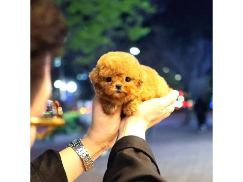 Super Star Toy Poodle Yavrularım