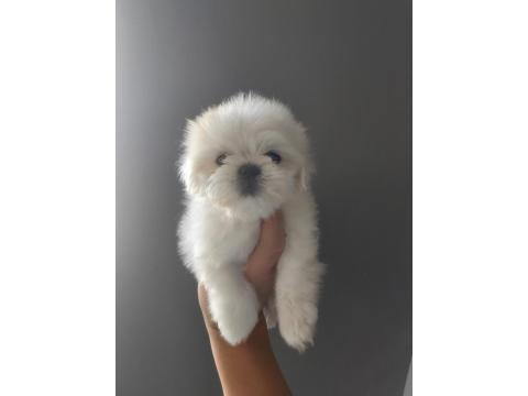 2.5 Aylik Kore Maltese Erkek