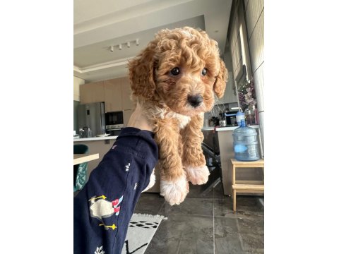 Toy Poodle 3 Aylık Dişi