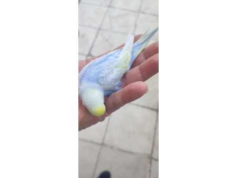 35 Günlük Rainbow Muhabbet Kuşlar