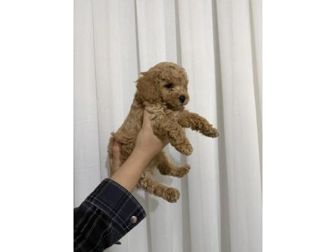 Toy Poodle Köpeği