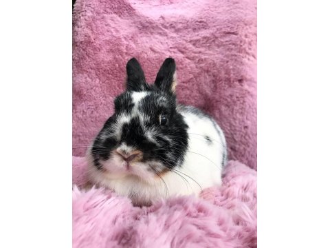 Cüce Tavşan (Broken)