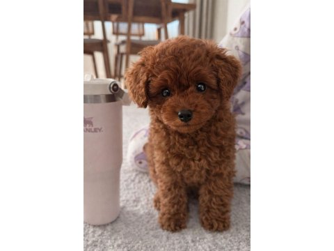 Toy Poodle 2,5 Aylık