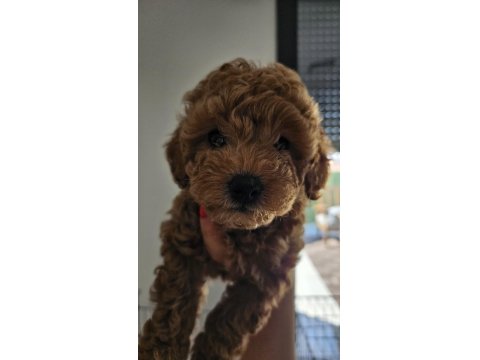 55 Günlük Toy Poodle Yavruları