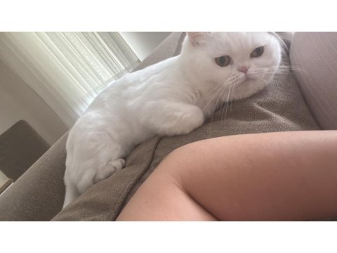 Ücretsiz Sahiplendirilecek Kedimiz