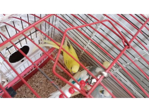3 Muhabbet Kuşu Sarı Dişi (Tanesi 500)