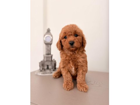 3 Dişi Ve 2 Erkek Maltipoo Yavrular