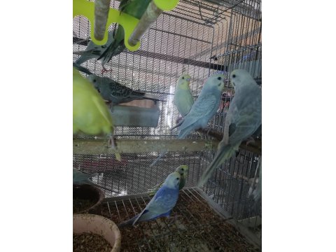 Erkek Muhabbet Kuşu Ele Alıştırmalık