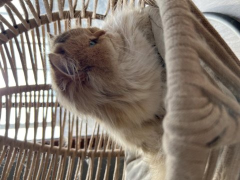 British Longhair 3 Yaşında