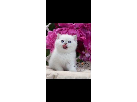 Kar Beyaz Silver British Shorthair