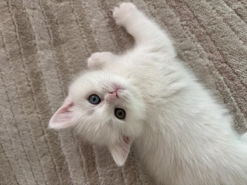 1 Gözü Mavi 1 Gözü Yeşil British