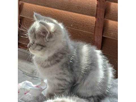 Silver Erkek Yavru Kedimiz