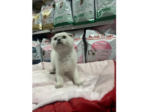Türünün En Güzel Örneklerinden Scottish Fold Yavrularımız