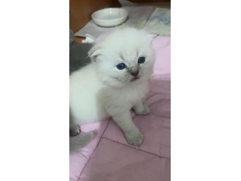 British Ve Scottish Fold Yavru Kediler
