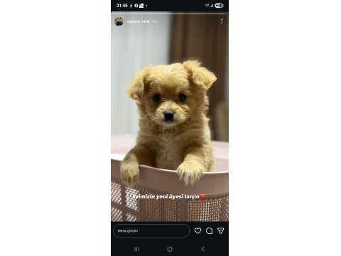 Maltipoo 3 Aylık Yavru