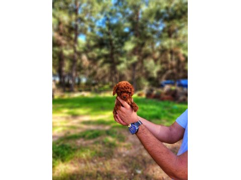 Toy Poodle Mı İstemiştiniz