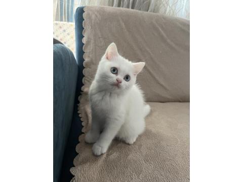 British Shorthair Güzel Kız