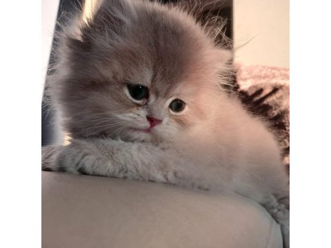 Show Kalite British Longhair Bebekler