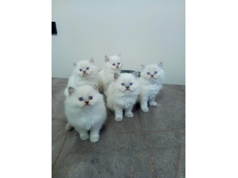 Pamuk British Longhair Yavrularımız