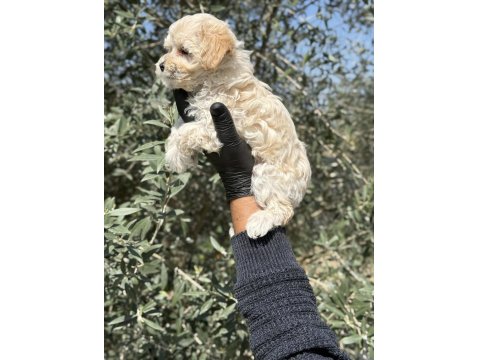 Maltipoo Bebekler