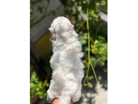 Terrier Maltese 0 Numara
