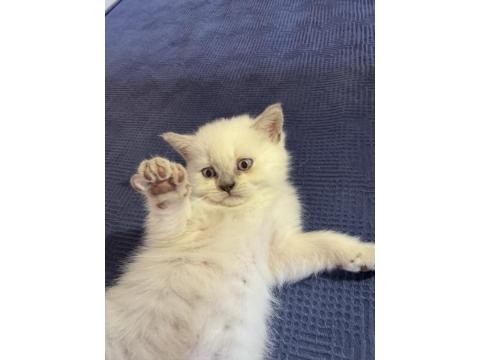 British Shorthair Pamuklarımız Yeni Yuvalarını Arıyor