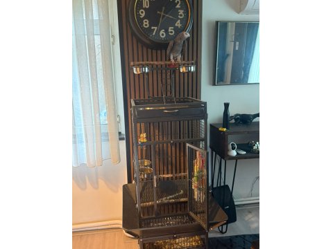 2 Yaşında Jako Erkek Kuşumuz