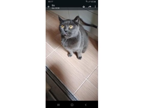 2 Yaşında British Shorthair