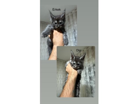 Dev Maine Coon Yavrular Yeni Yuvalarına Hazır
