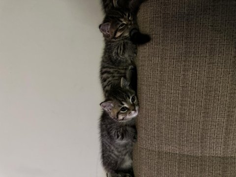 Scottish Fold Ve Straight Yavrular