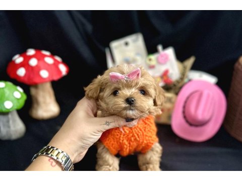 Büyümeyen Küçük Irk Maltipoo Bebekler