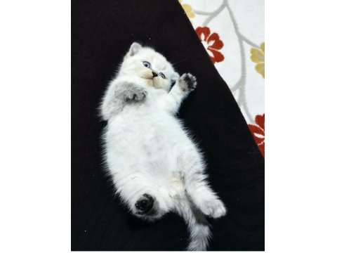 Blue Point 2 Yaşında Scottish Fold