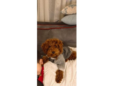 Poodle Köpeğimiz Esenyurt